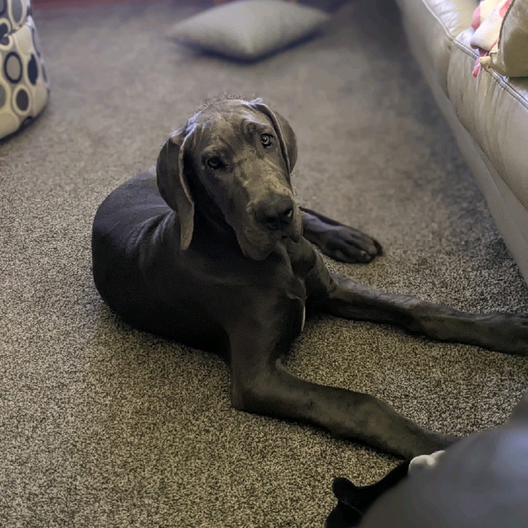 A picture of Sly, a 3 years 4 months old Other dog.