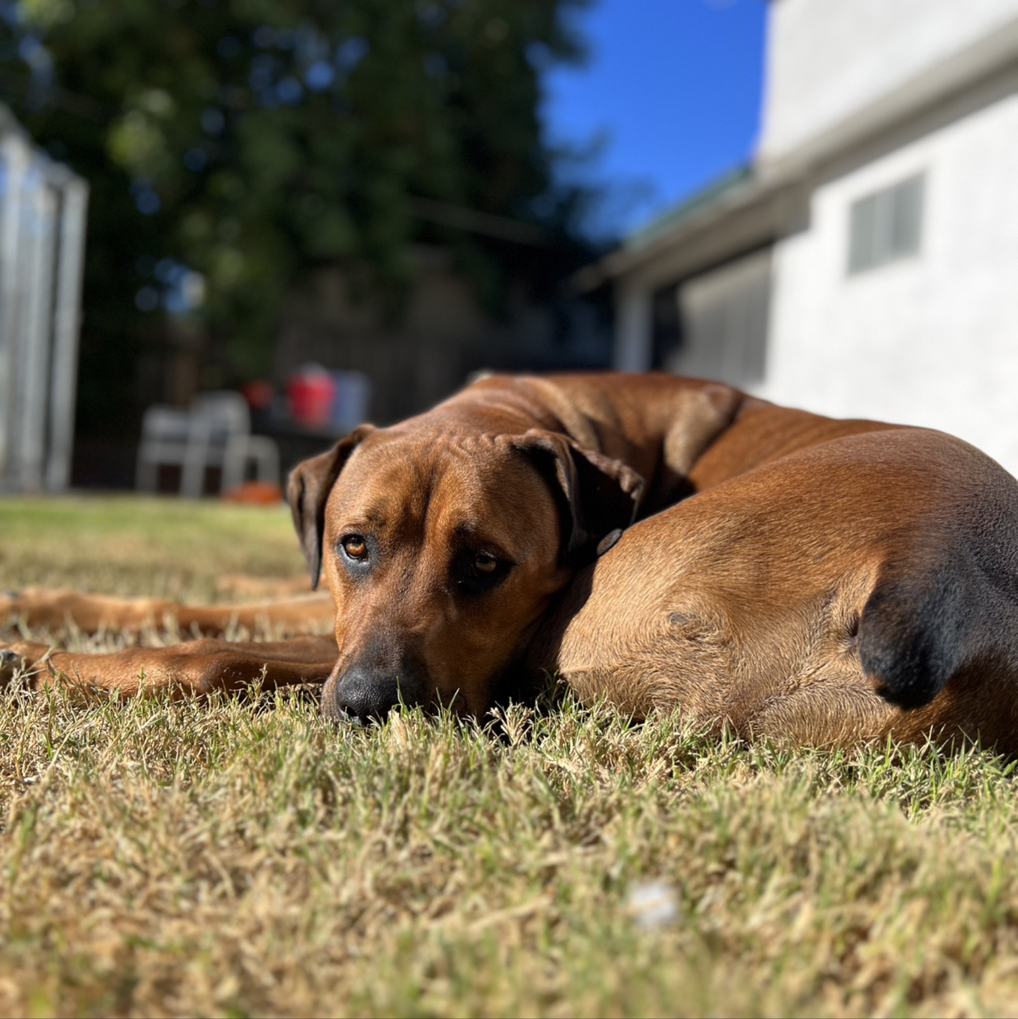 A picture of Pinecone, a 3 years 11 months old Other Mix dog.