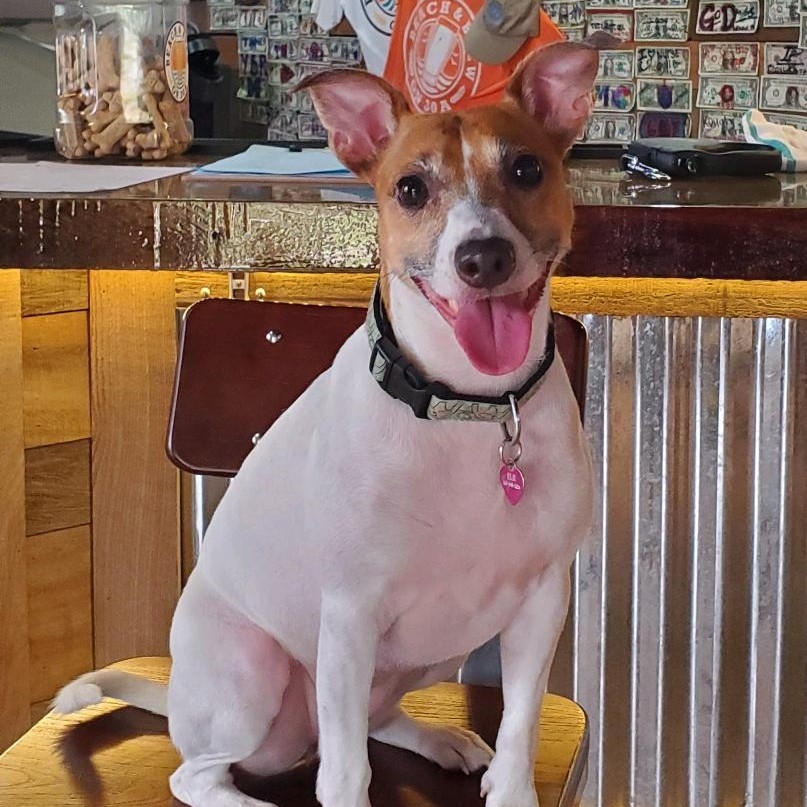 A picture of Elephant, a 9 years 2 months old Other dog.
