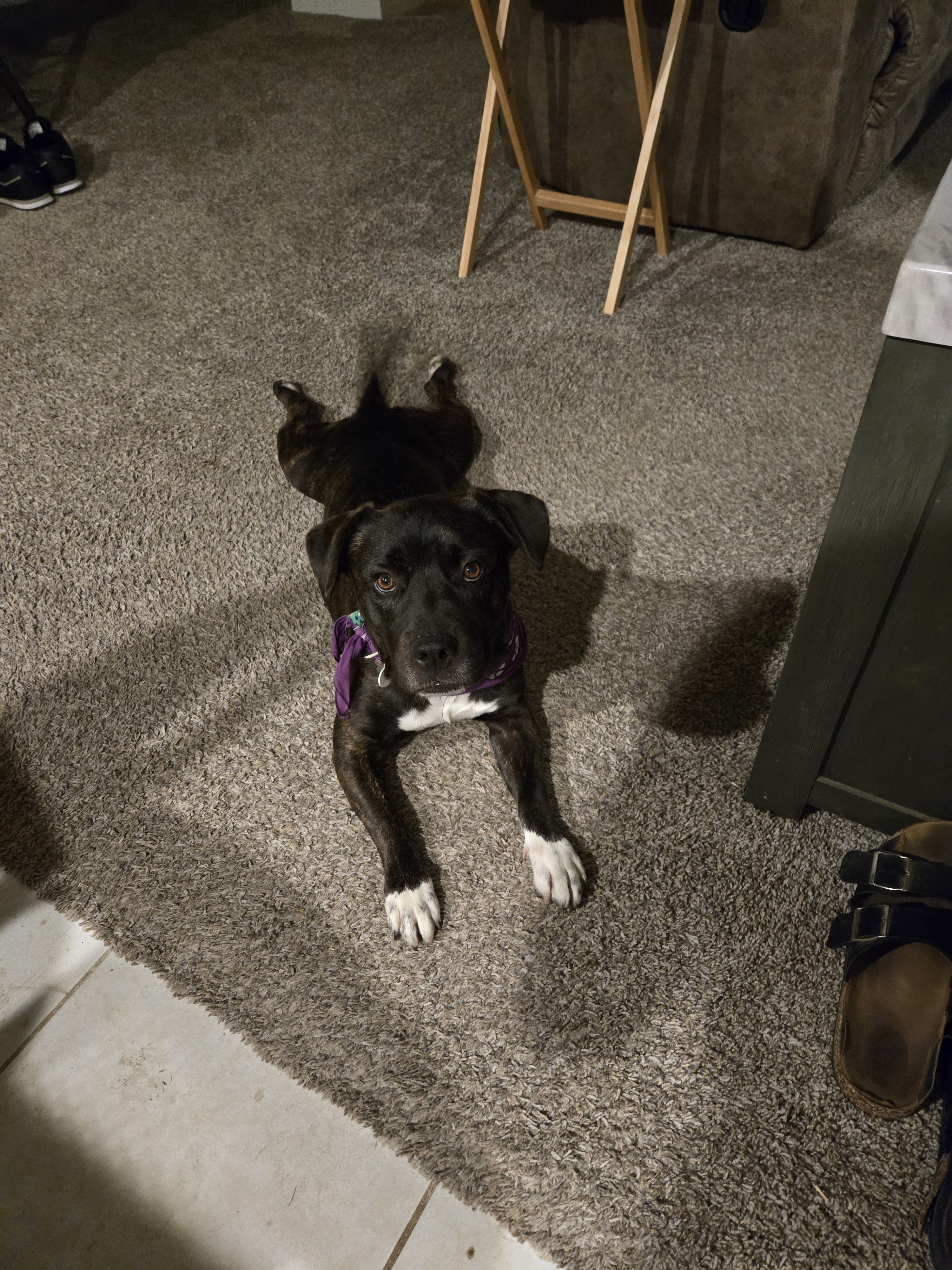A picture of Bolo, a 2 years old Other Mix dog.
