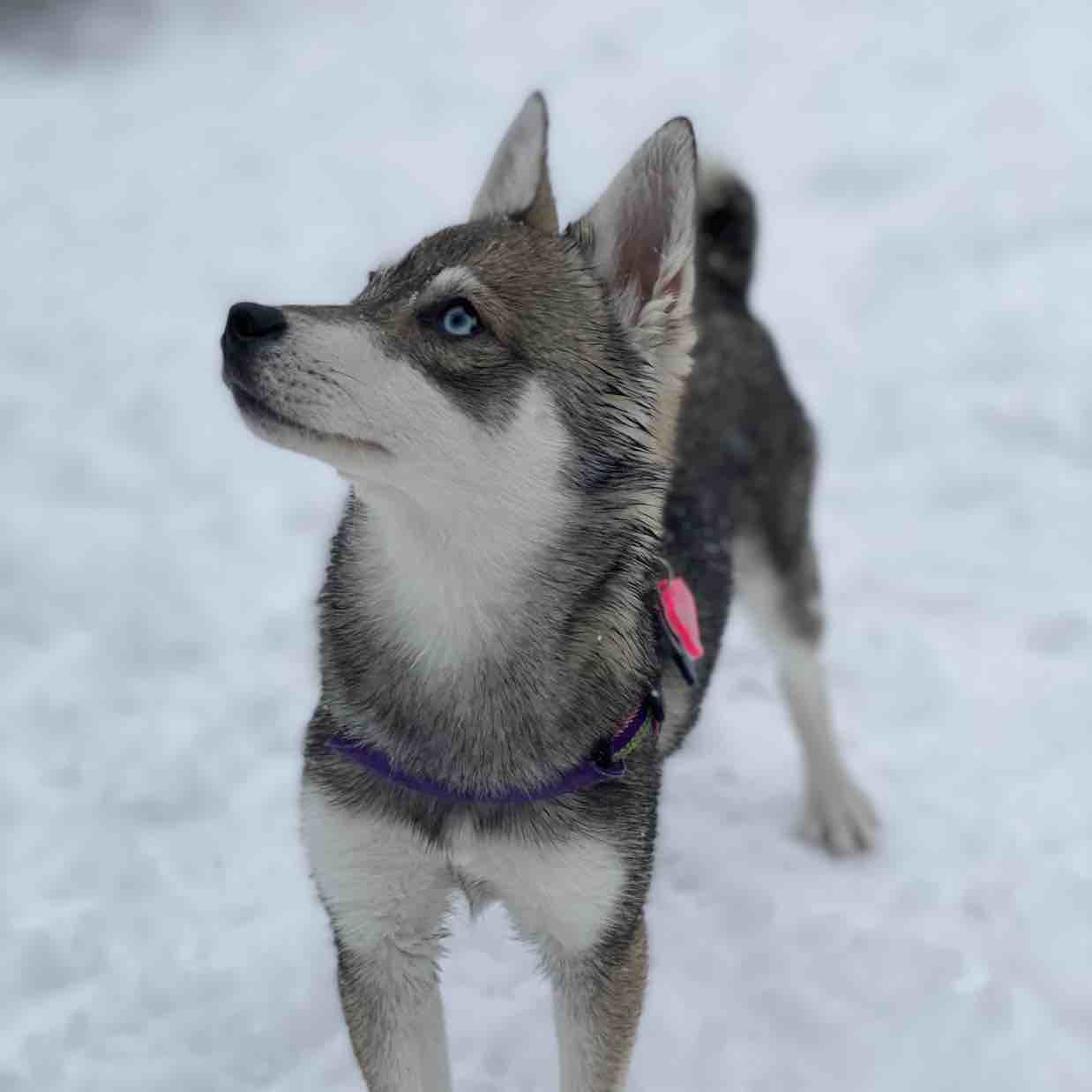A picture of Nooma, a 4 years 10 months old Other Mix dog.