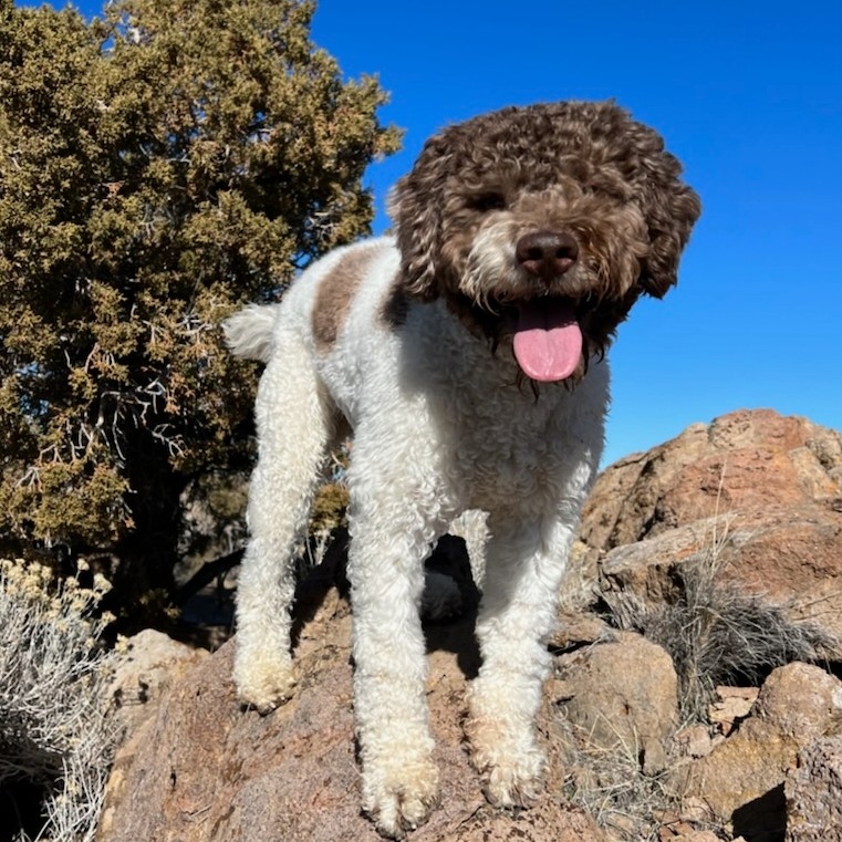 A picture of Enzo, a 4 years 7 months old Other dog.