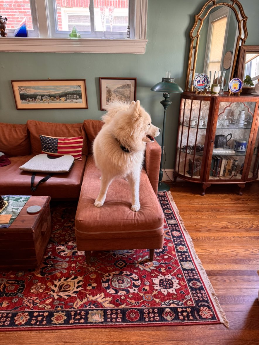 A picture of Joan Pawford, a 3 years 1 month old Other dog.