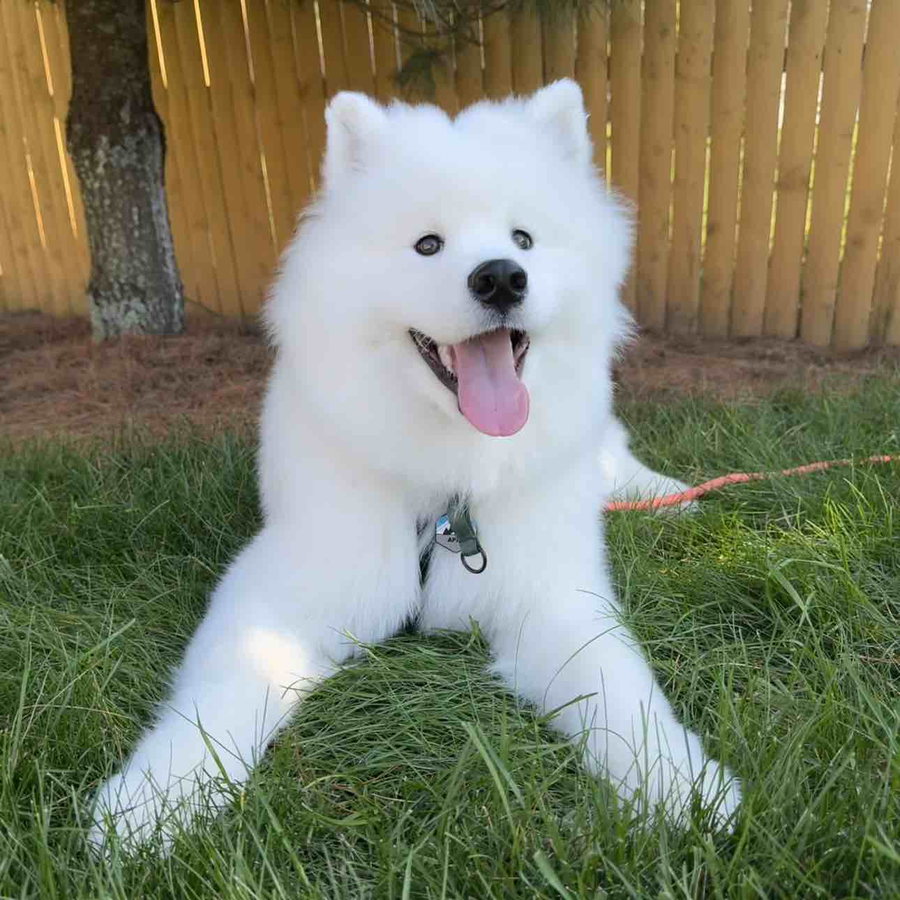 A picture of Appa, a 2 years 4 months old Other dog.