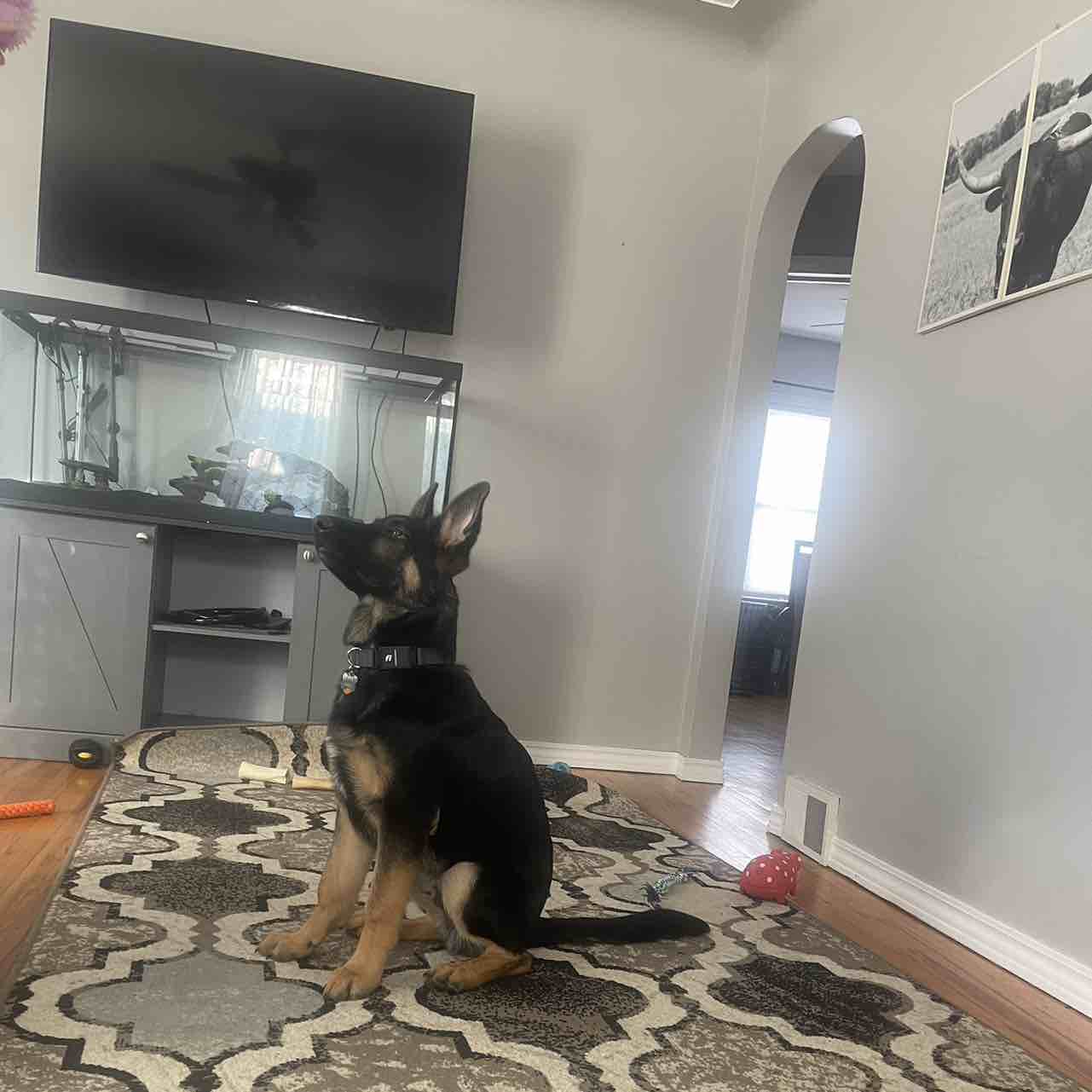 A picture of Banks, a 2 years 11 months old Other dog.