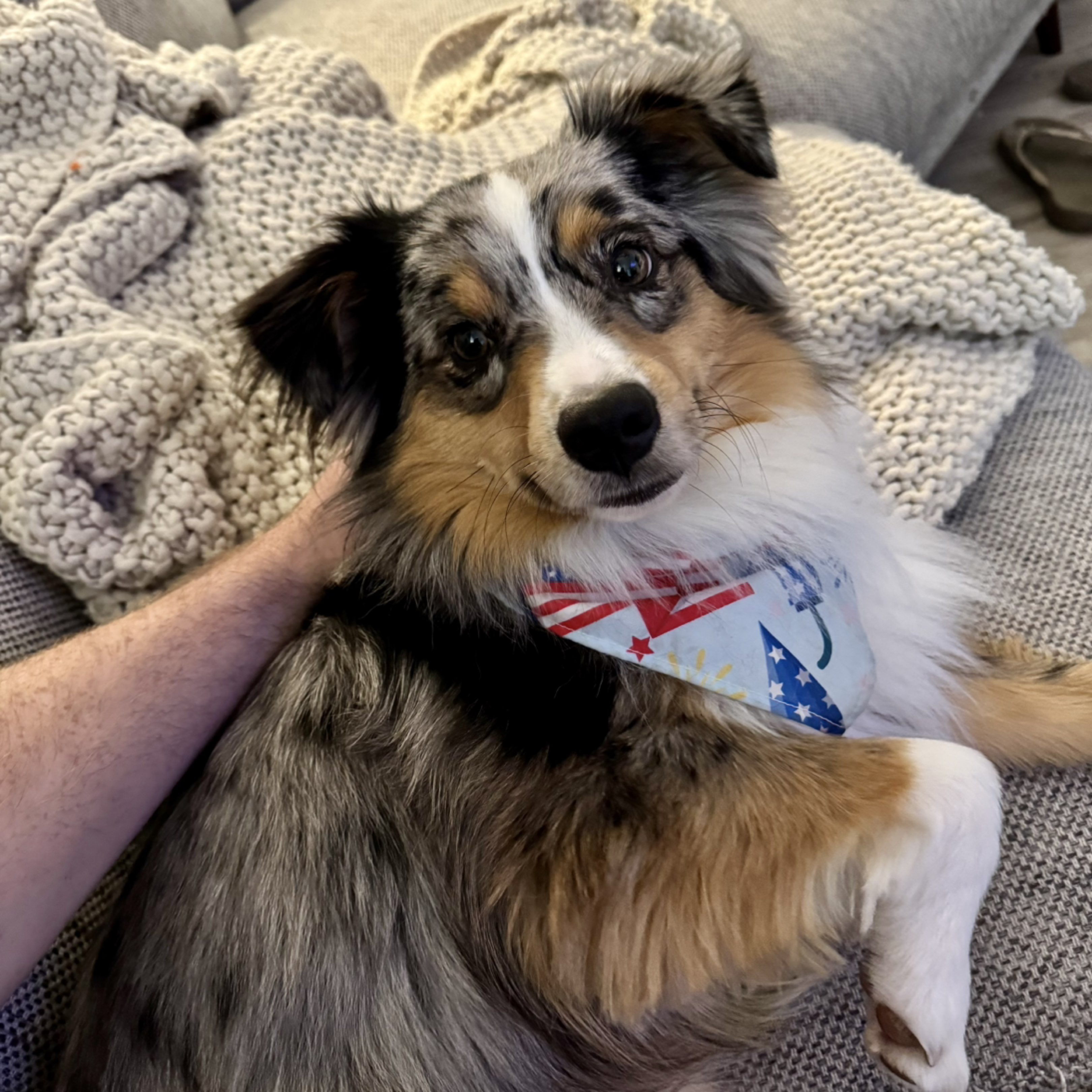 A picture of Finley, a 1 year 3 months old Other dog.