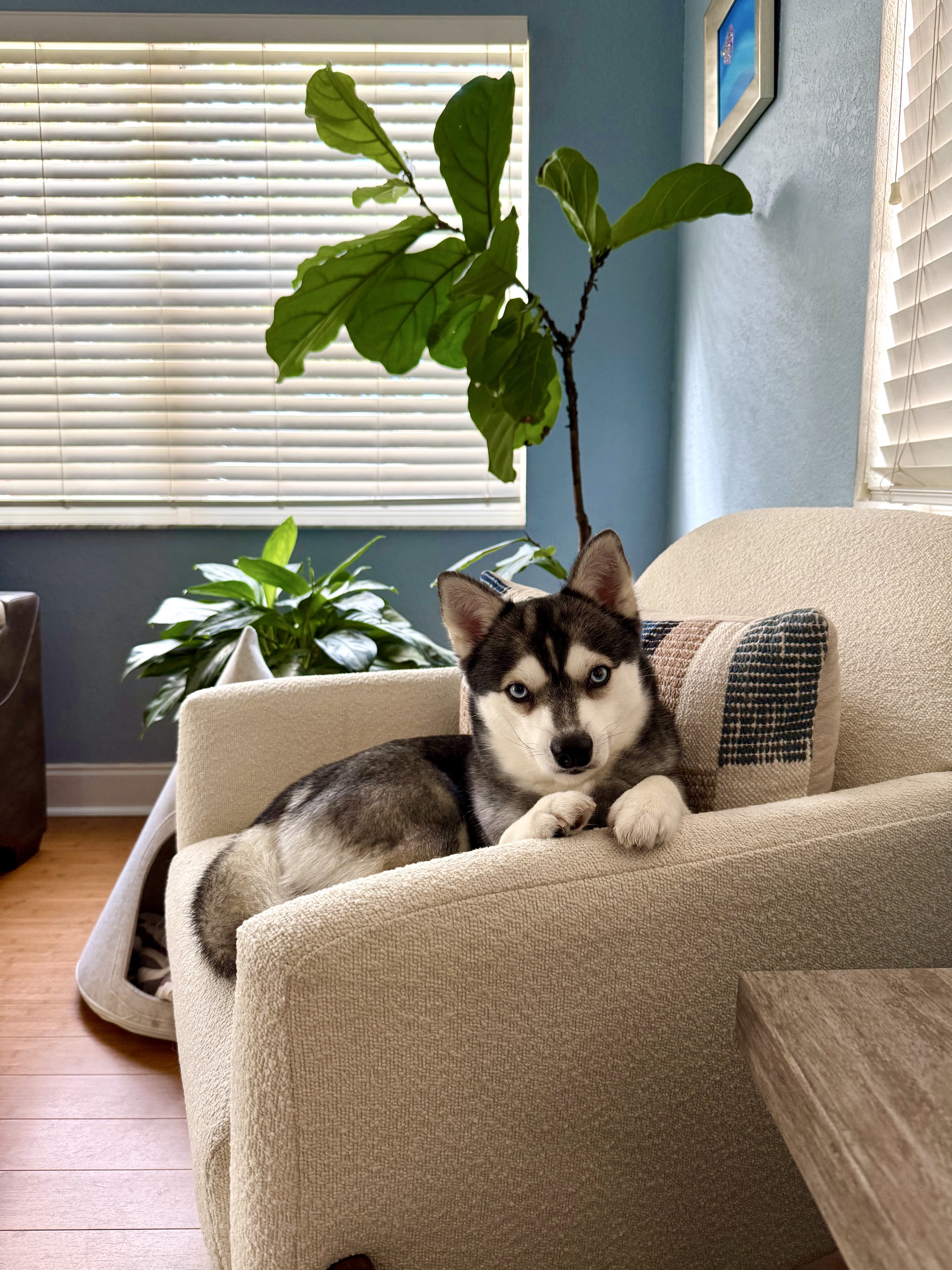 A picture of Ragnar, a 2 years 4 months old Other dog.