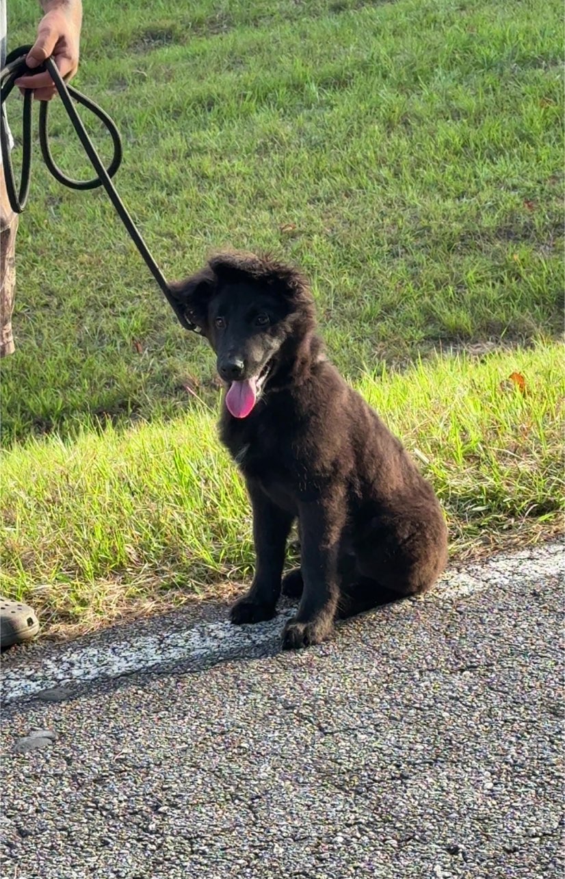 A picture of Whiskie, a 5 months old Other Mix dog.