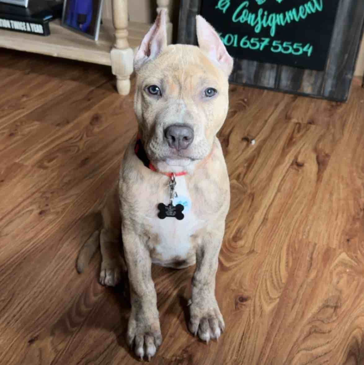 A picture of Gunnar, a 2 years 3 months old Other dog.