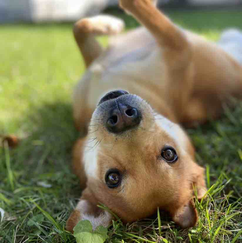 Dex | Fi Smart Dog Collar