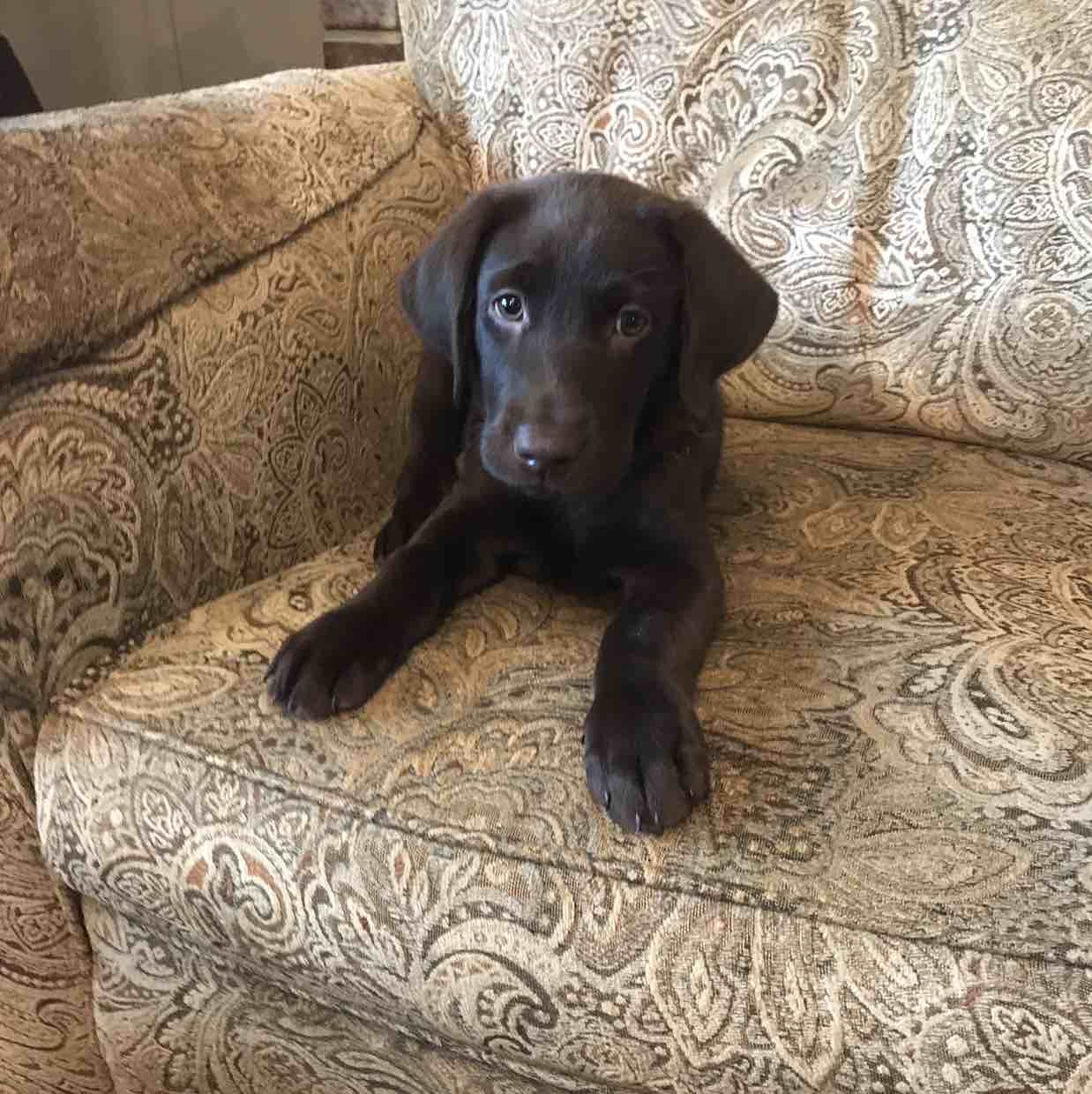 A picture of Virgil, a 3 years old Other dog.