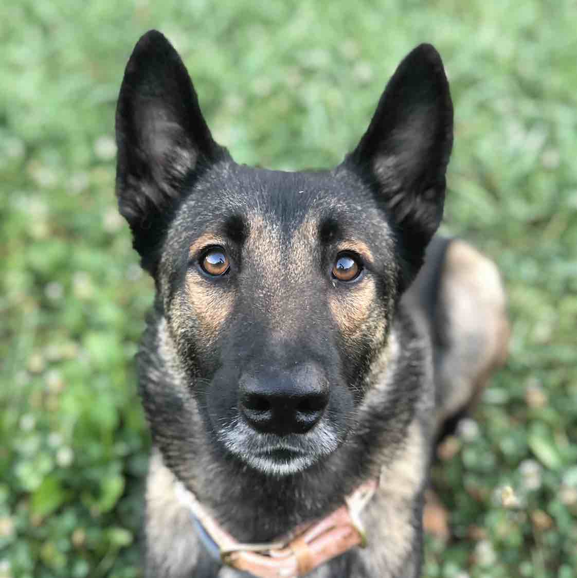 A picture of Athena Marie, a 6 years 4 months old Other dog.