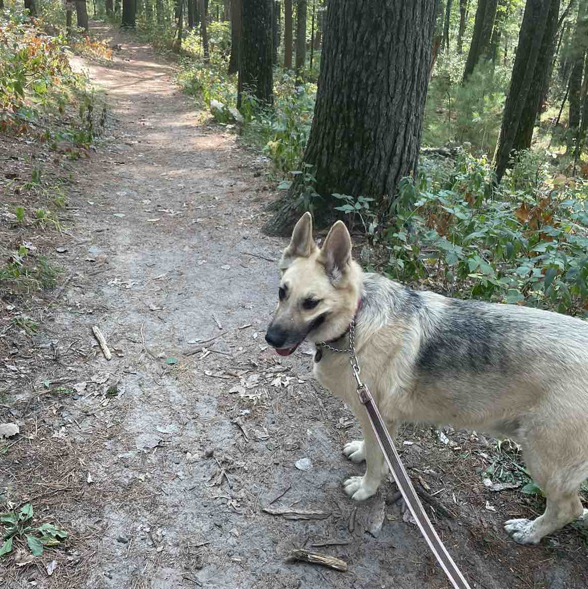 A picture of Grace, a 9 years 6 months old Other dog.