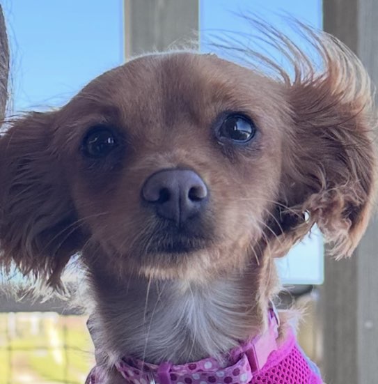 A picture of Callie, a 4 months old Other Mix dog.