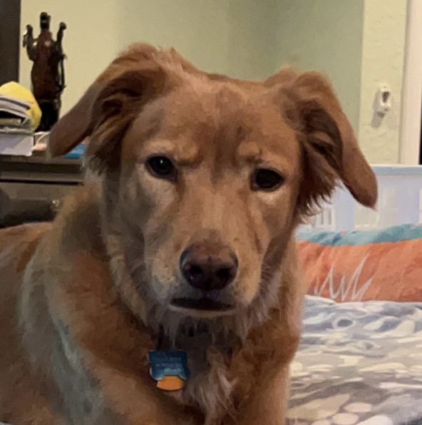 A picture of Dallas, a 10 years old Other Mix dog.