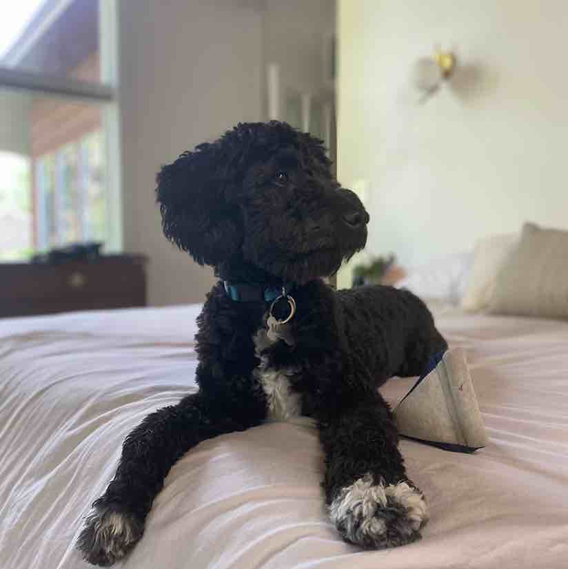 A picture of Mango, a 3 years 8 months old Other dog.