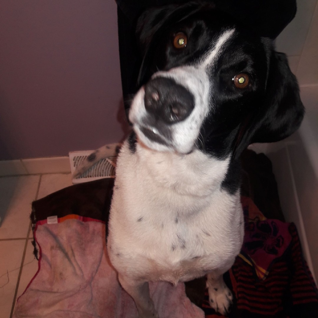 A picture of Hossa, a 10 years 10 months old Other dog.