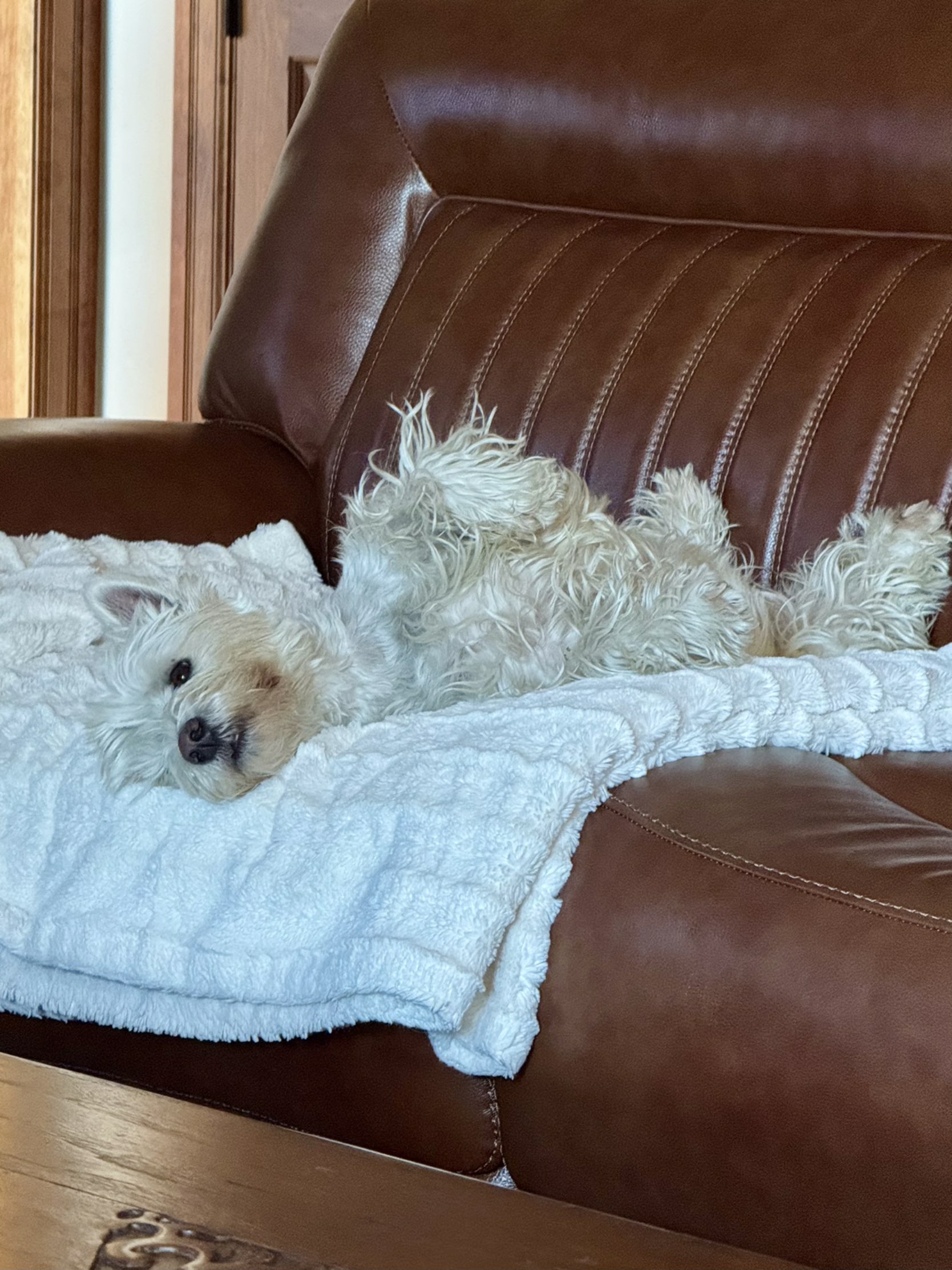 A picture of JORGI, a 4 years 8 months old Other dog.