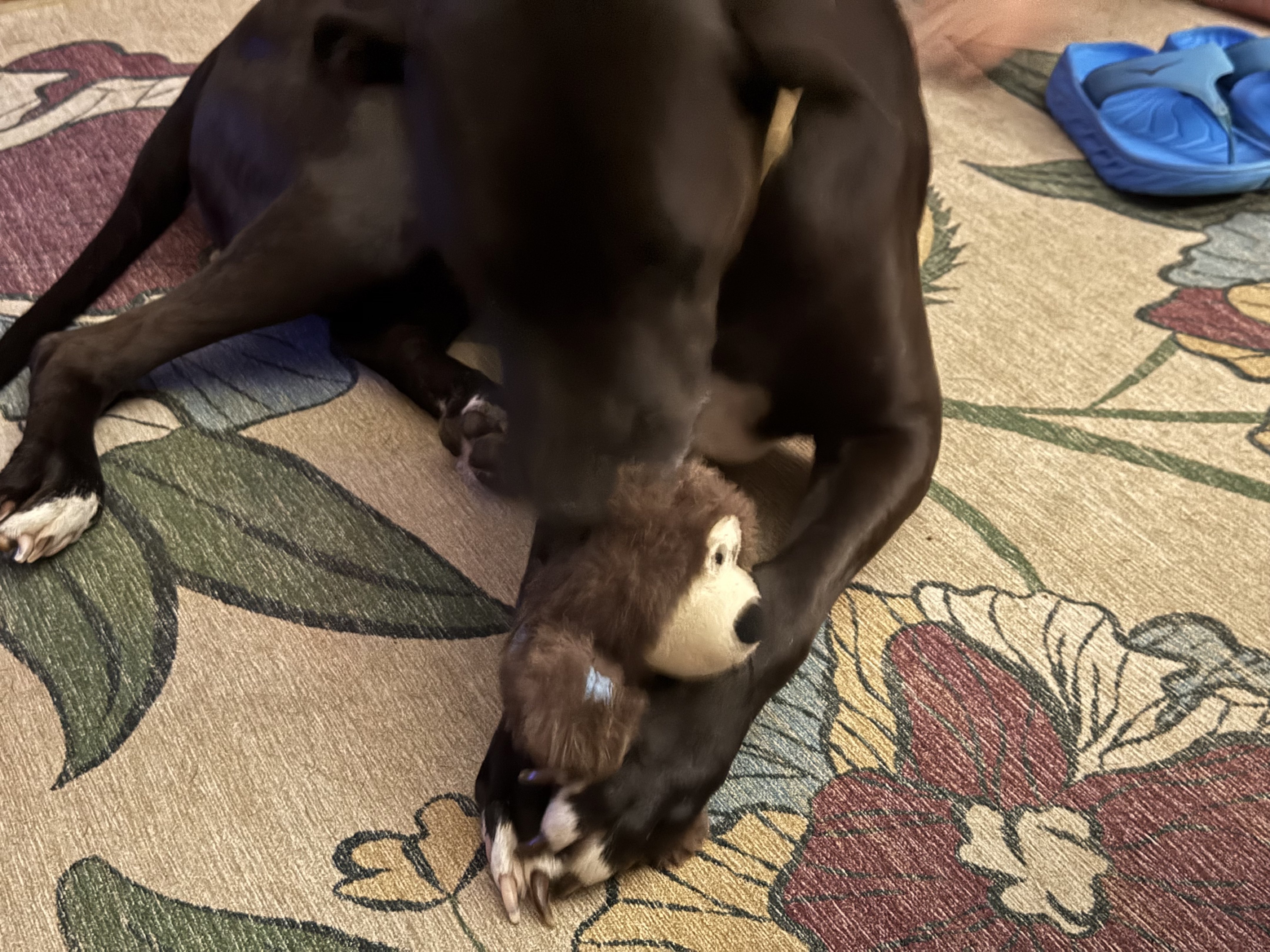 A picture of Nox, a 5 years 1 month old Other Mix dog.