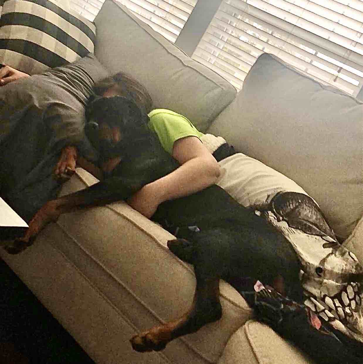 A picture of Diesel Mae, a 7 years 9 months old Other dog.