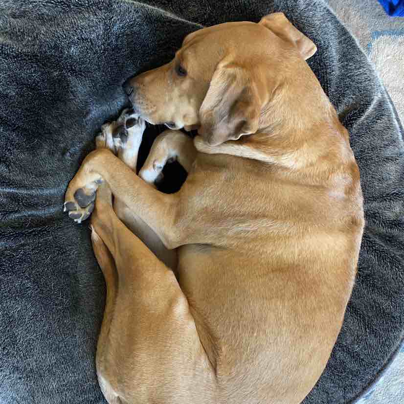 A picture of Appa, a 9 years 4 months old Other Mix dog.