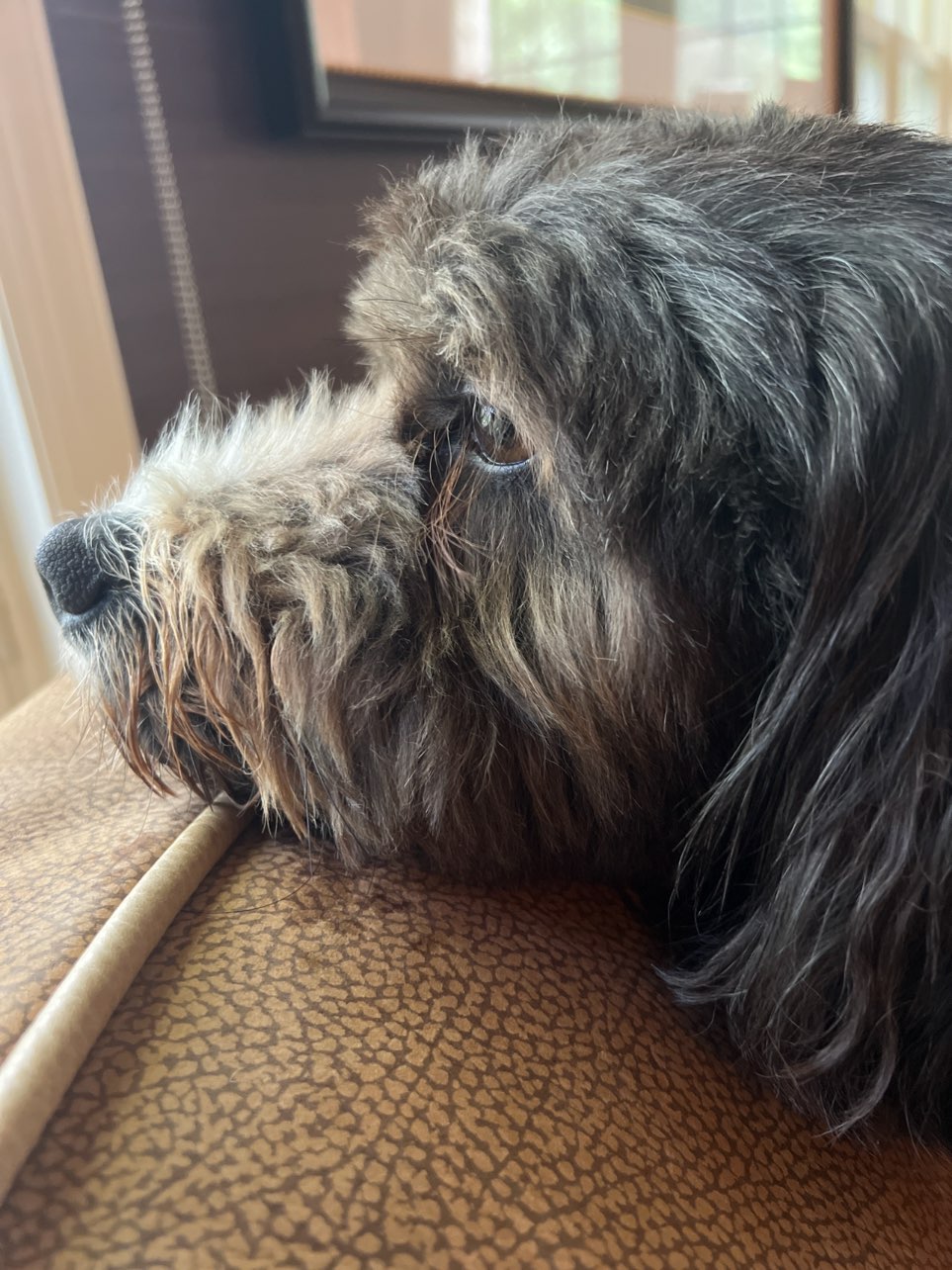 A picture of Oreo, a 5 years 1 month old Other dog.