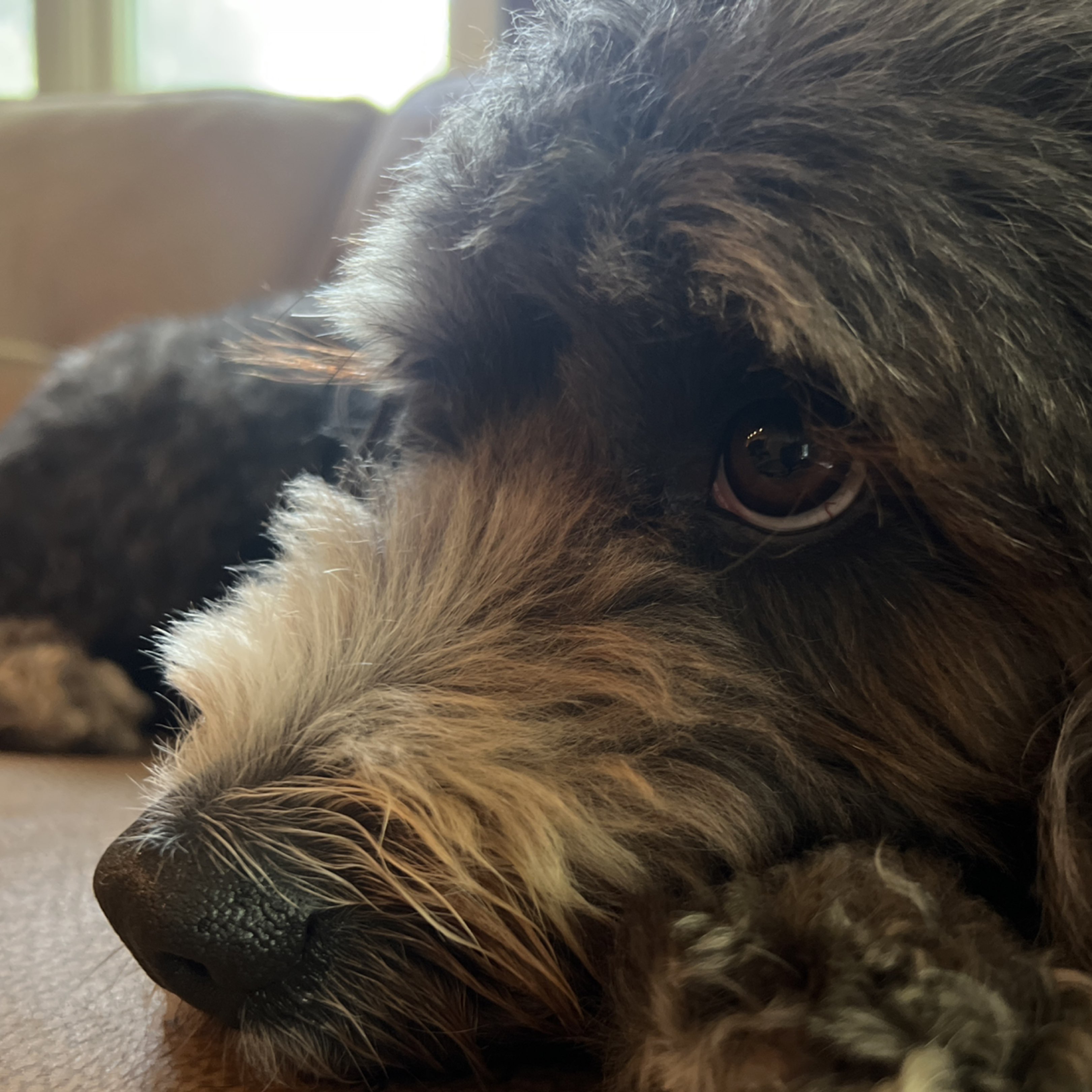 A picture of Oreo, a 5 years 1 month old Other dog.