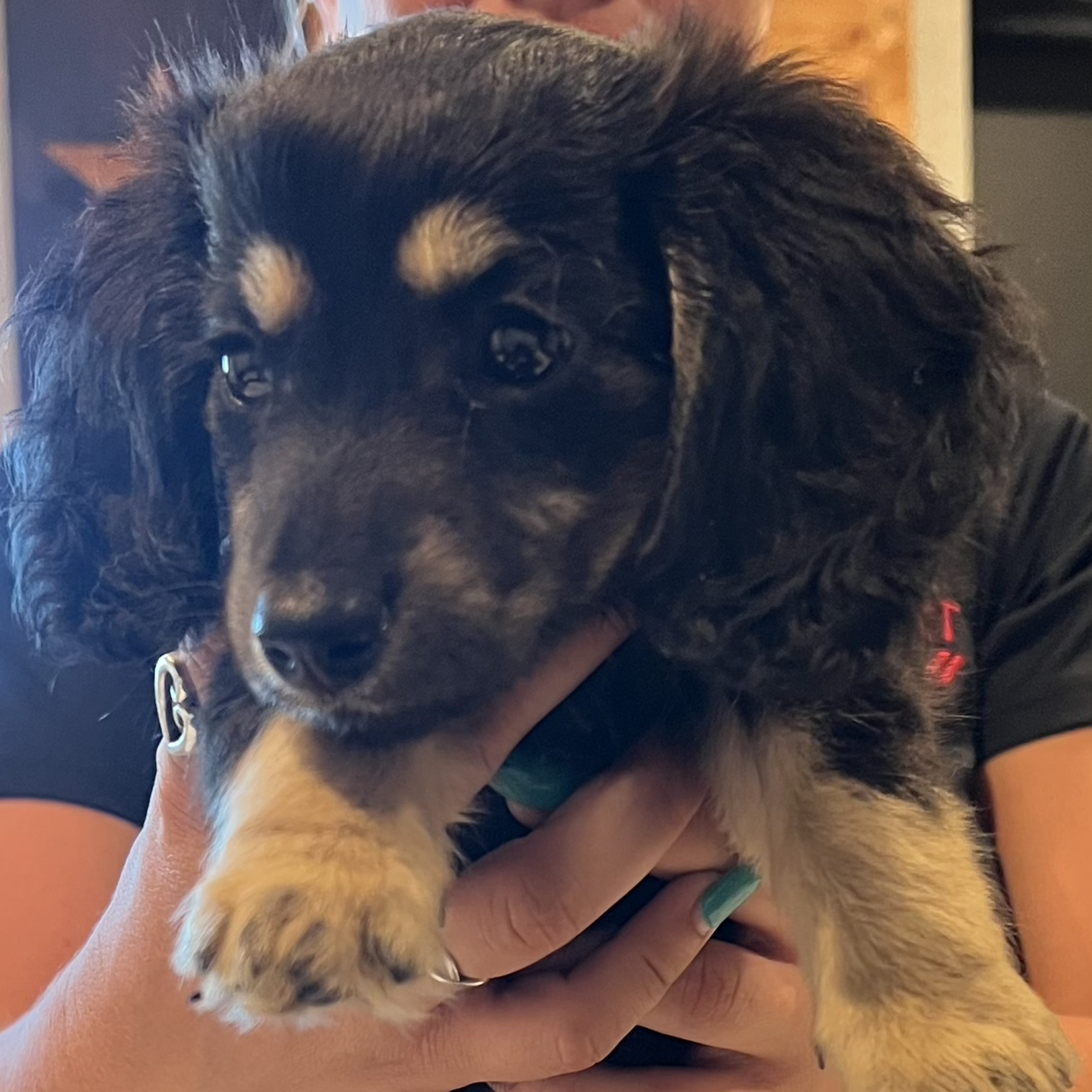 A picture of Holley Biddle, a 3 months old Other dog.