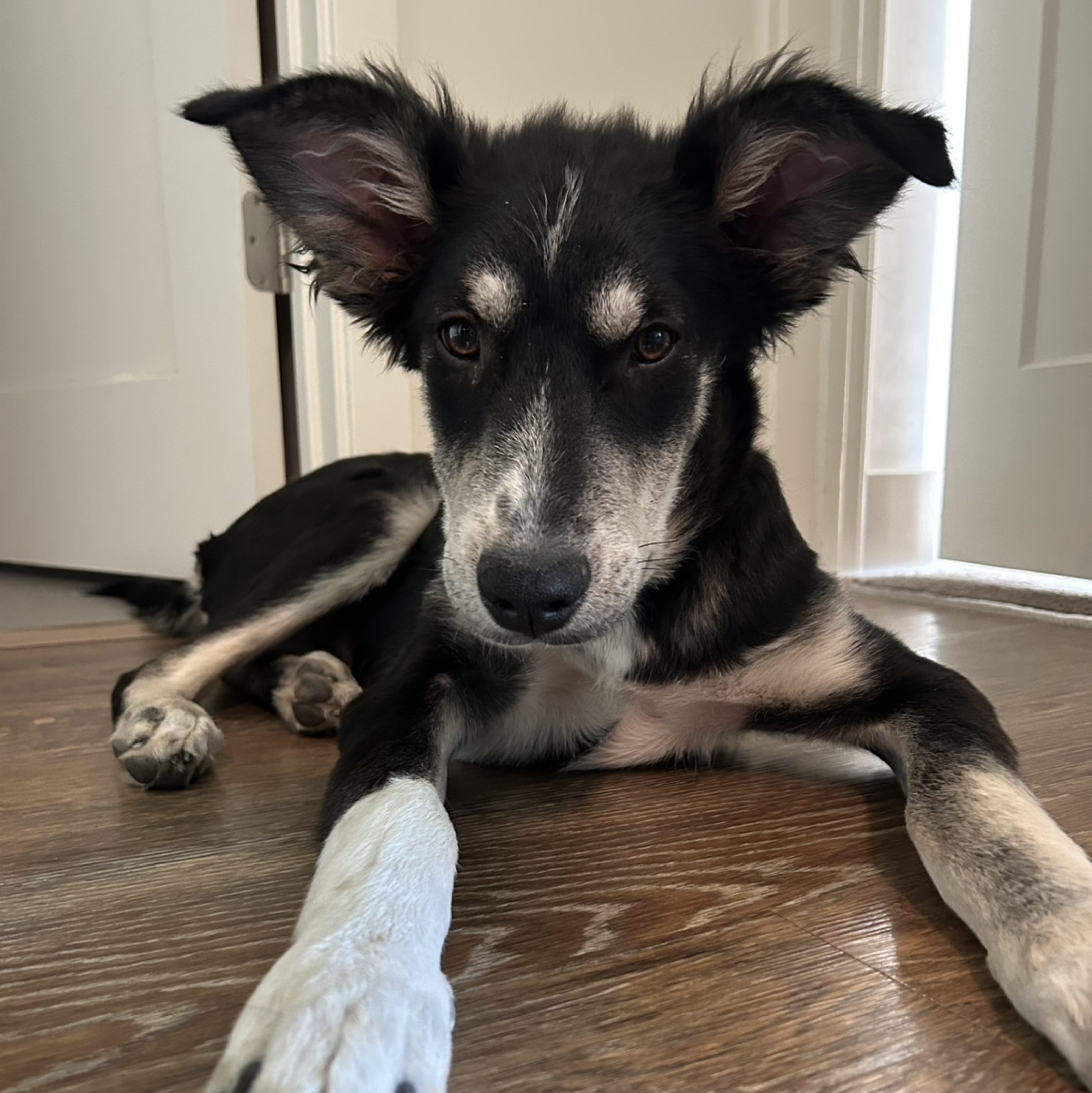 A picture of Captain, a 7 months old Other Mix dog.