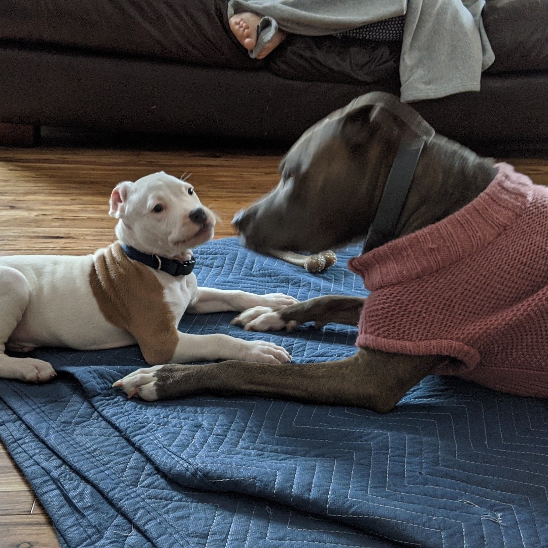 A picture of Stella, a 10 years 11 months old American Pit Bull Terrier Mix dog.