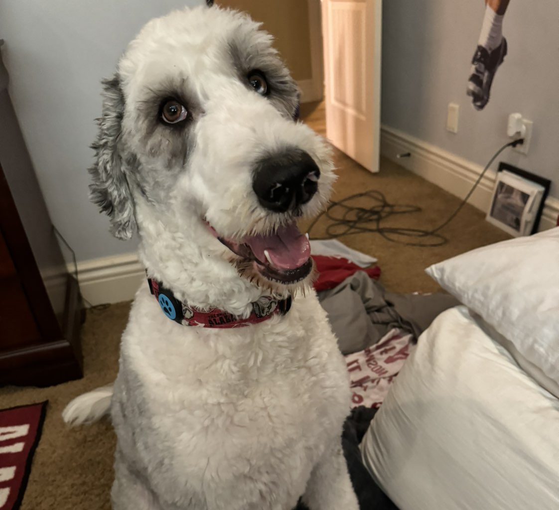 A picture of Post Malone Slagel, a 4 years 11 months old Other Mix dog.