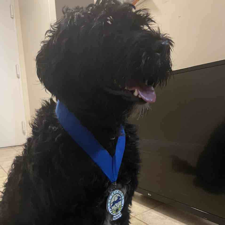 A picture of Commie, a 4 years 10 months old Other dog.