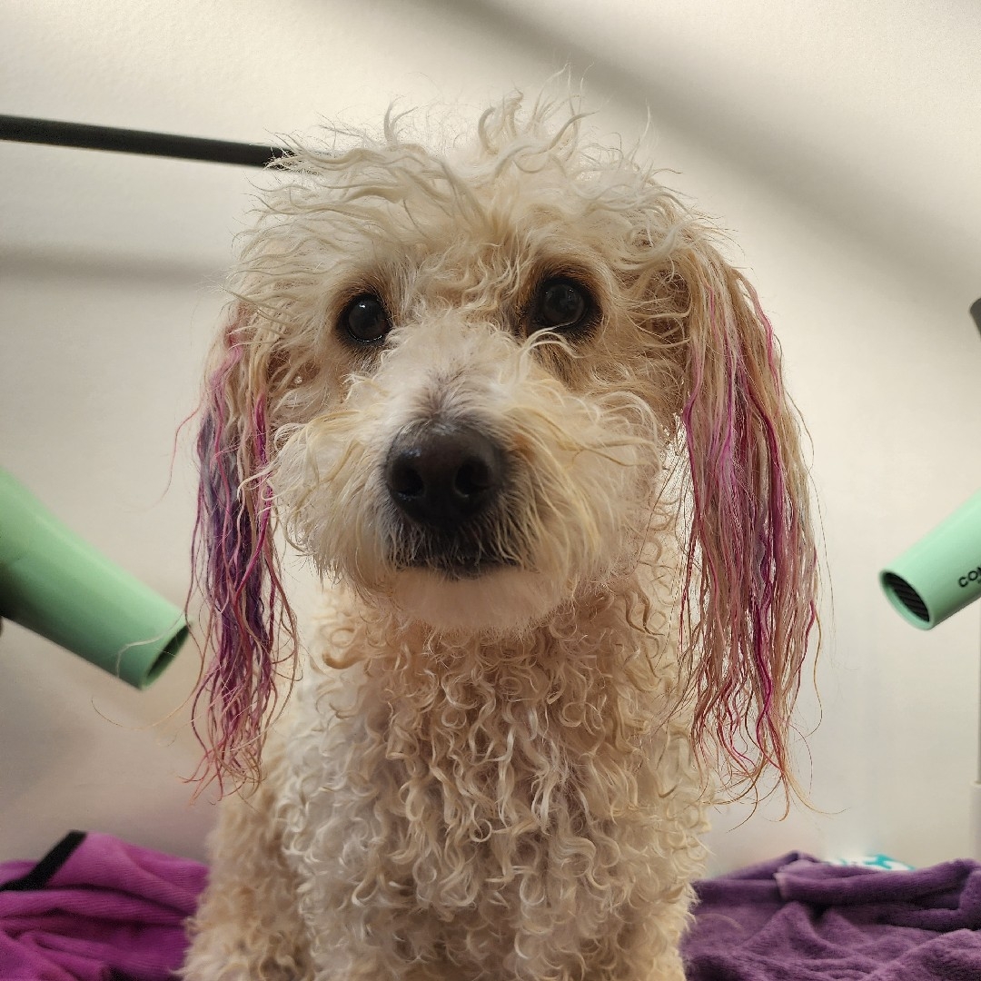 A picture of Evva Farell, a 9 years 7 months old Other Mix dog.