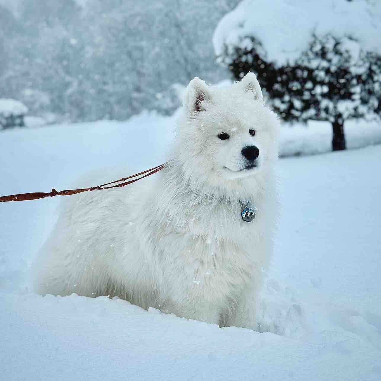 A picture of Appa, a 2 years 4 months old Other dog.