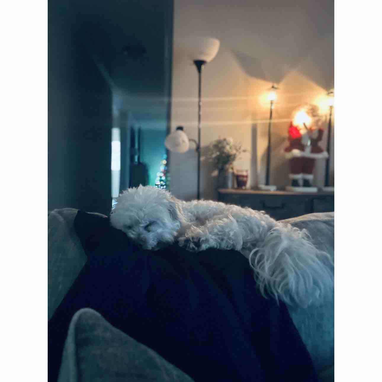 A picture of Seymour, a 13 years 1 month old Other dog.