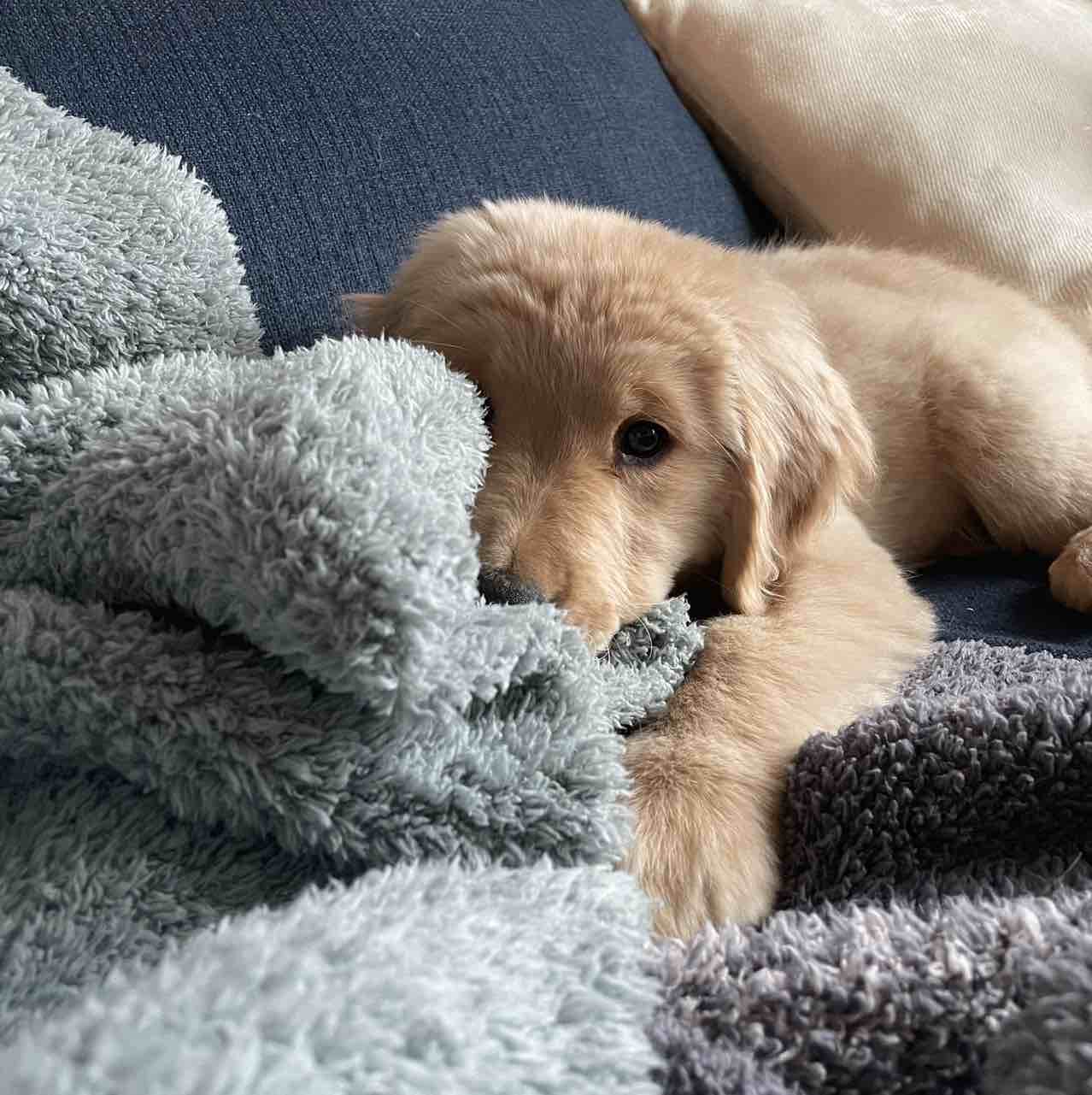 A picture of Embry, a 2 years 7 months old Other dog.