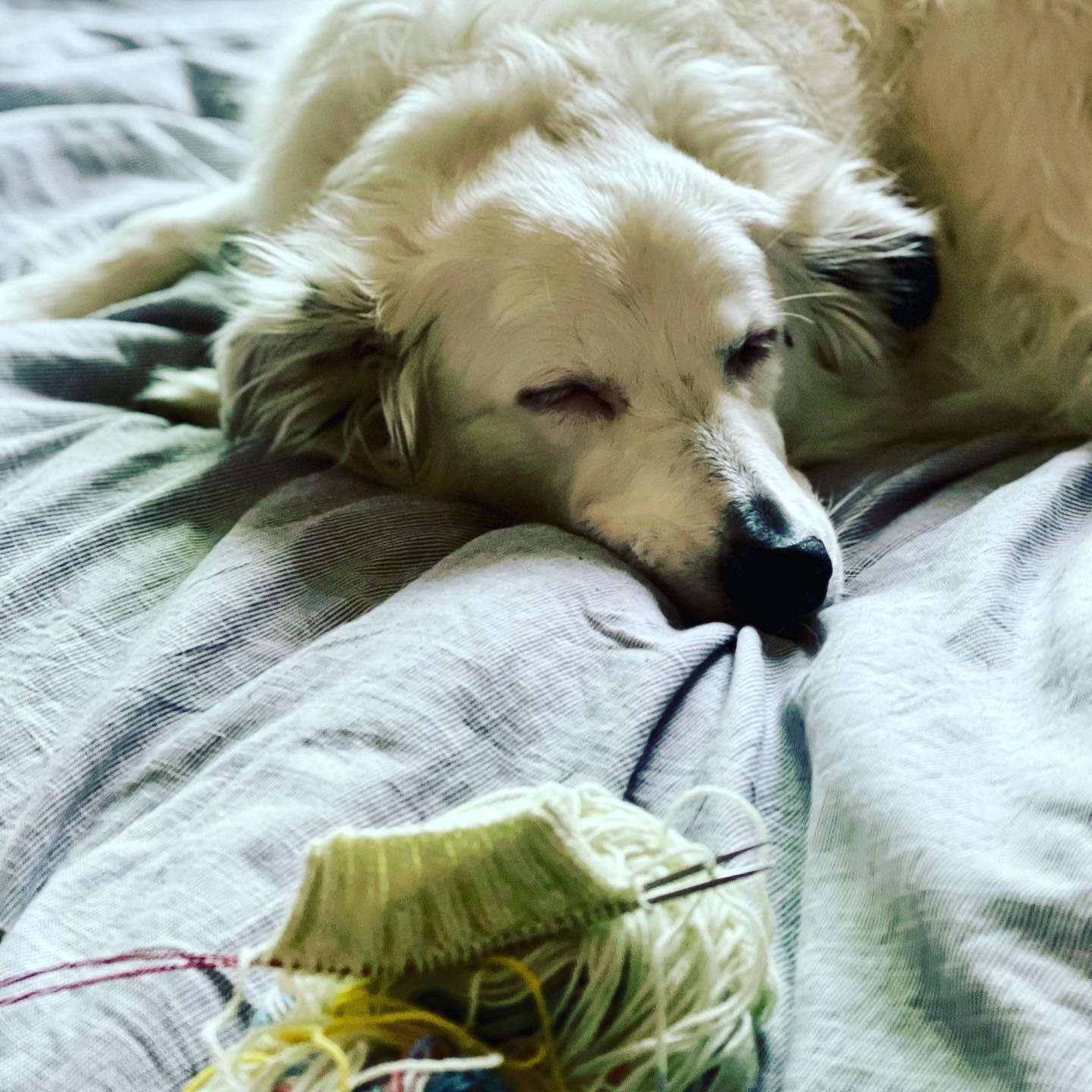 A picture of Cora, a 7 years 9 months old Other dog.