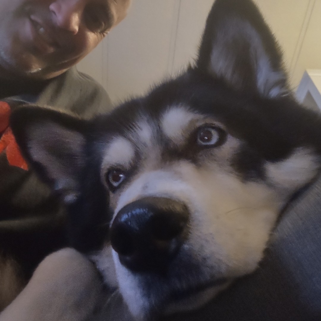A picture of Akito, a 10 years 3 months old Other Mix dog.