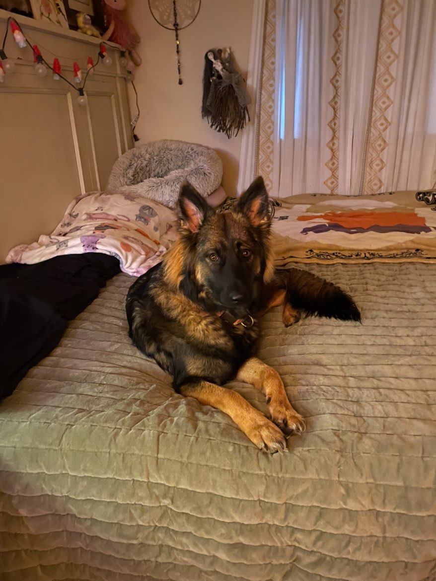 A picture of Katara, a 1 year 8 months old Other dog.