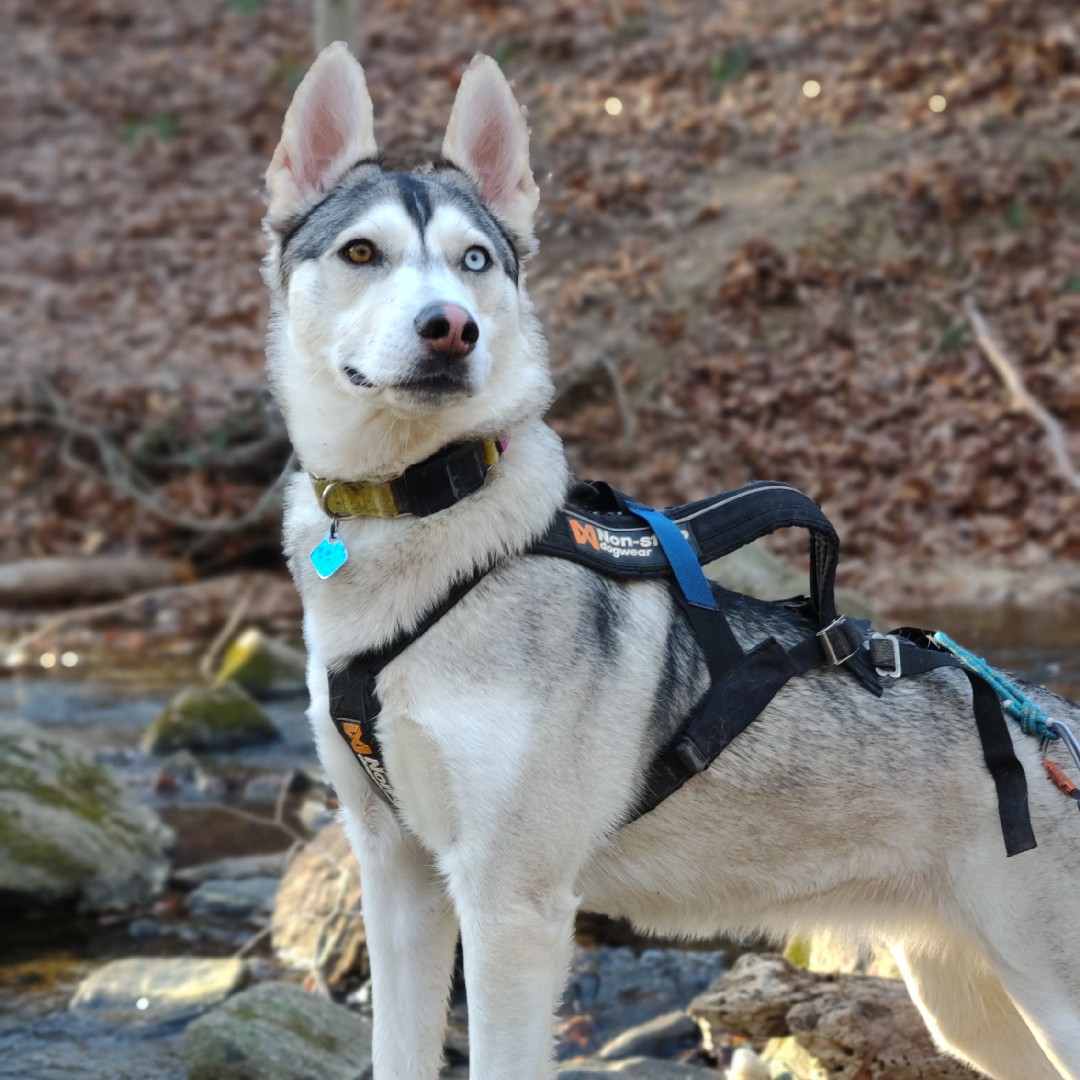A picture of Willa, a 5 years 6 months old Other dog.