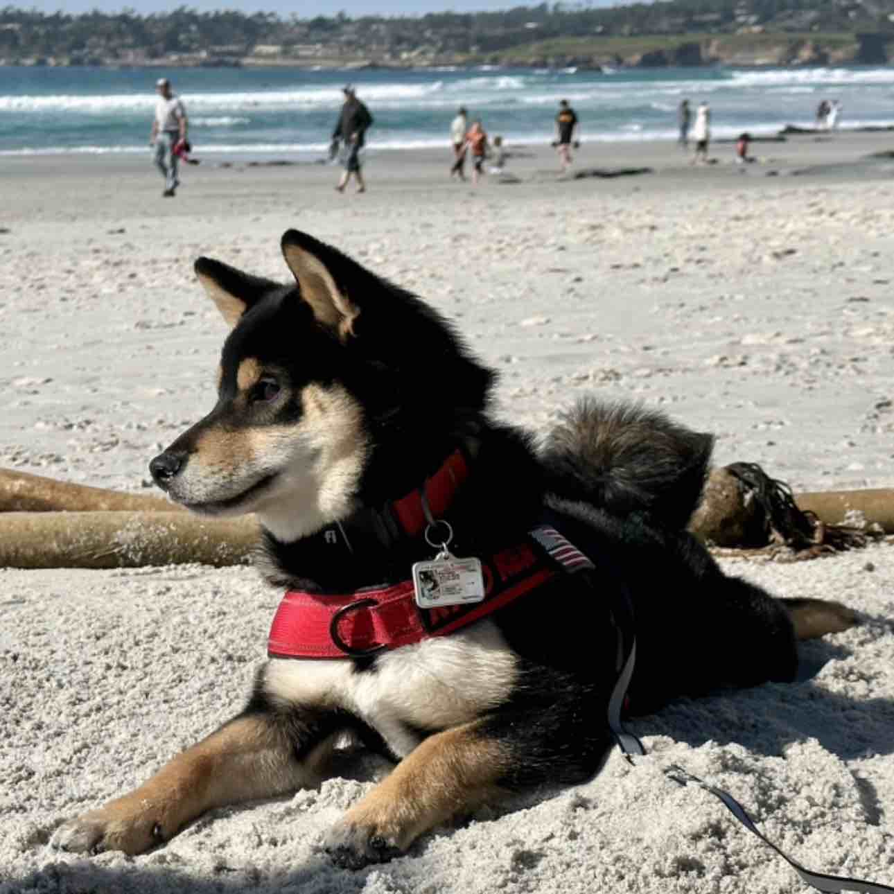 A picture of Kylo Ren, a 2 years 11 months old Other dog.