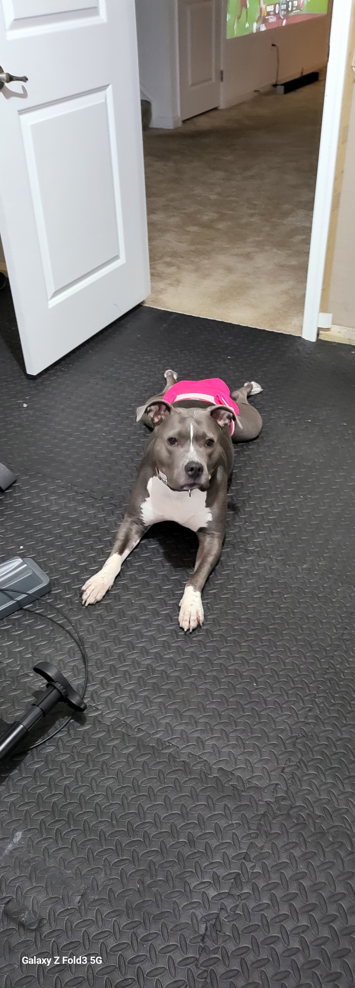 A picture of Sapphire, a 4 years 3 months old Other dog.