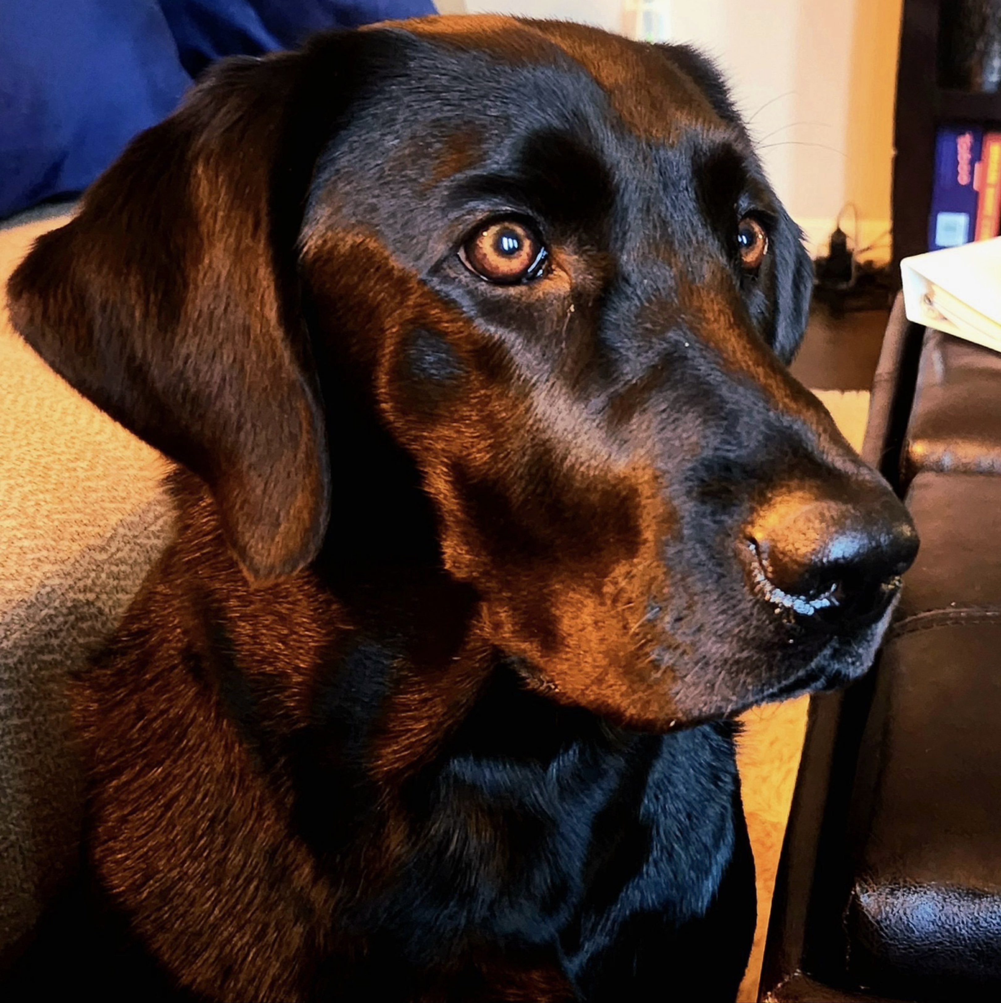 A picture of Lucy, a 4 years 6 months old Other dog.