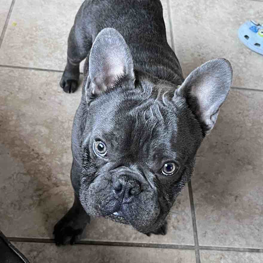 A picture of Zeus, a 3 years 1 month old Other dog.