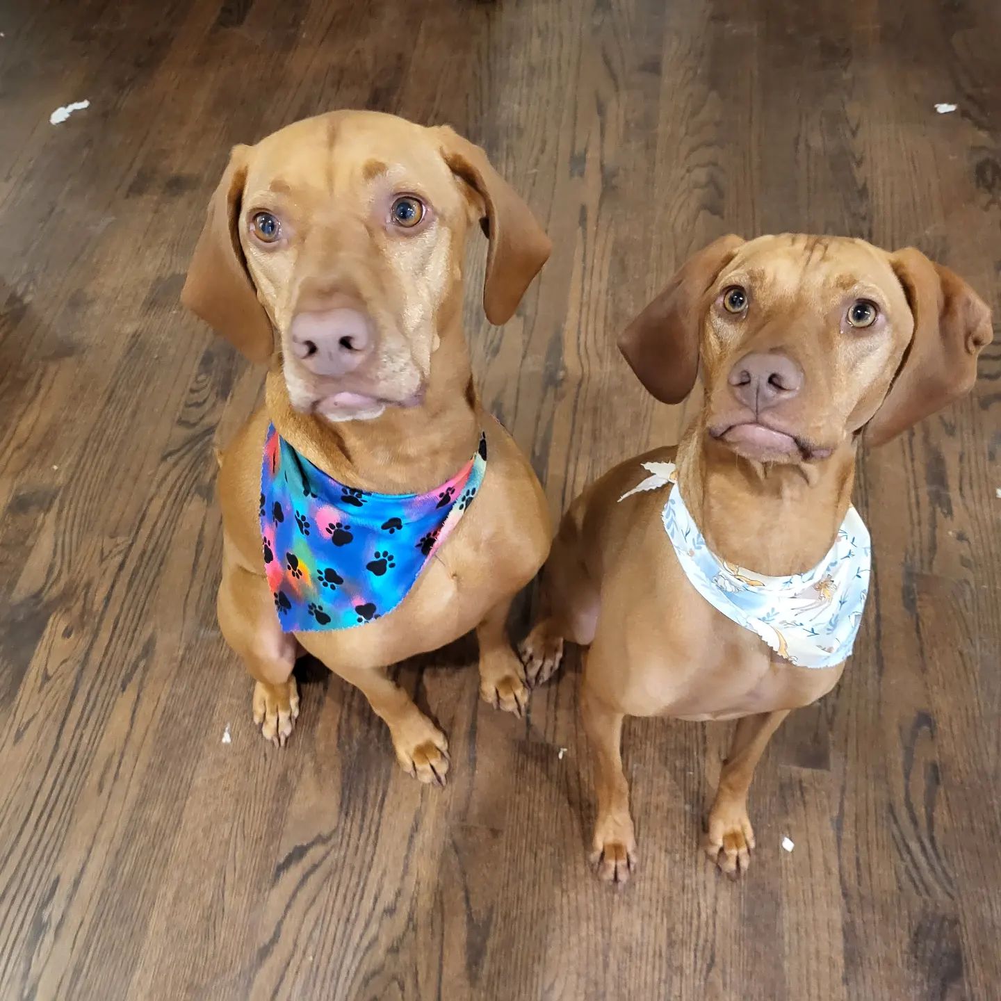 A picture of Redneck Piper, a 4 years 3 months old Other dog.