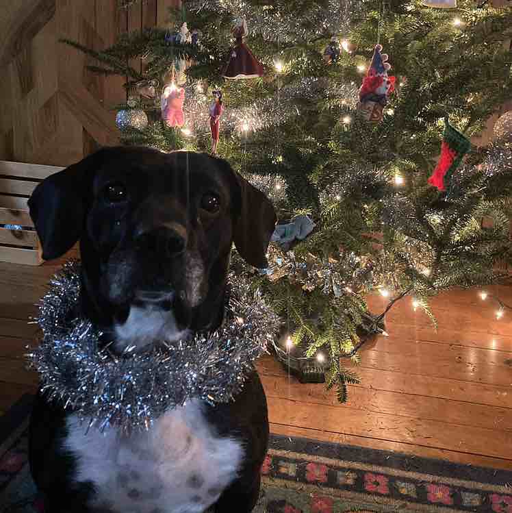 A picture of Carla Bell Bonita Julian, a 7 years 2 months old Other Mix dog.