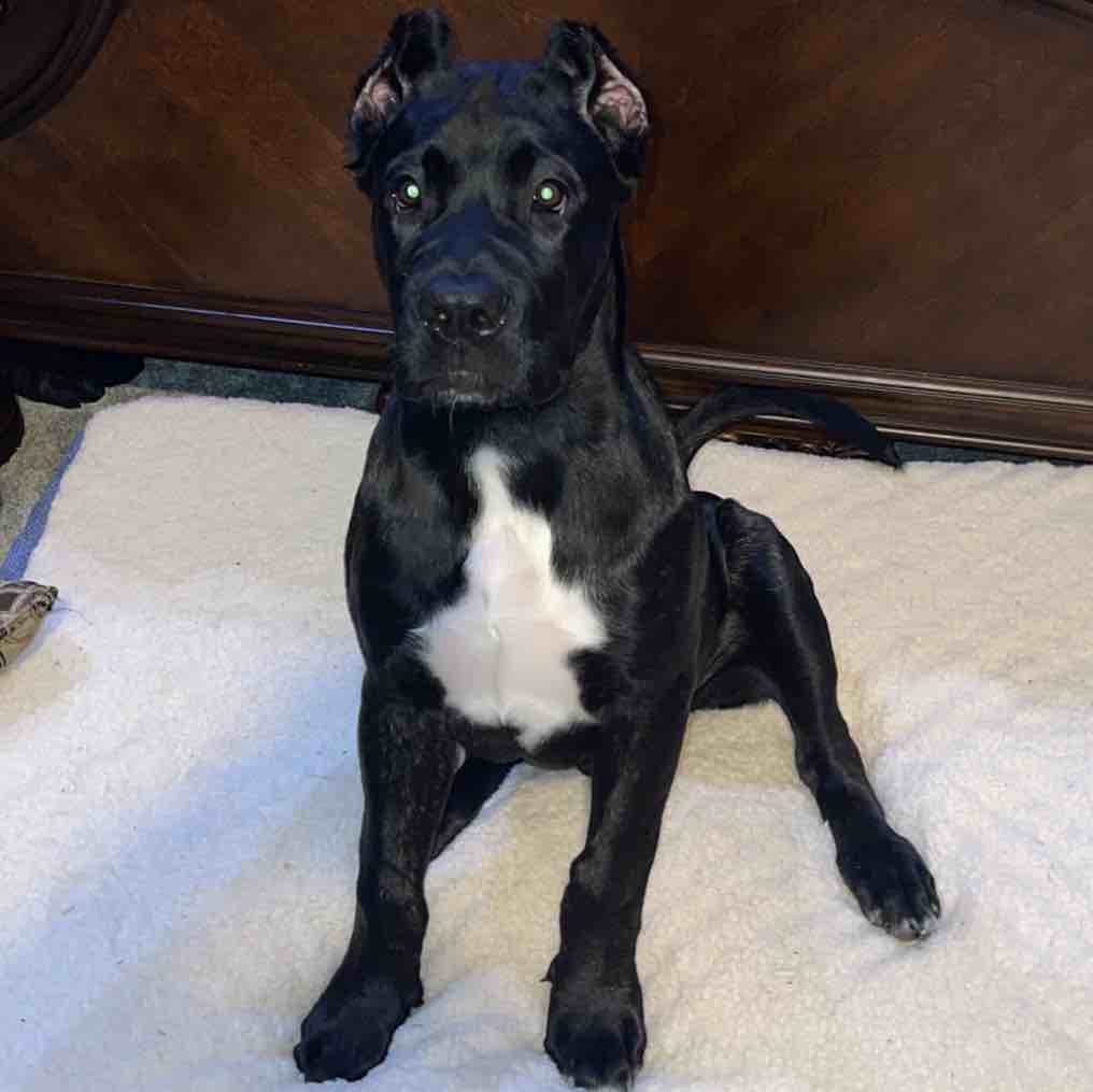 A picture of HUNCHO, a 4 years 7 months old Other dog.