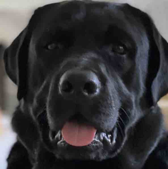 A picture of Wagz, a 4 years 1 month old Other dog.