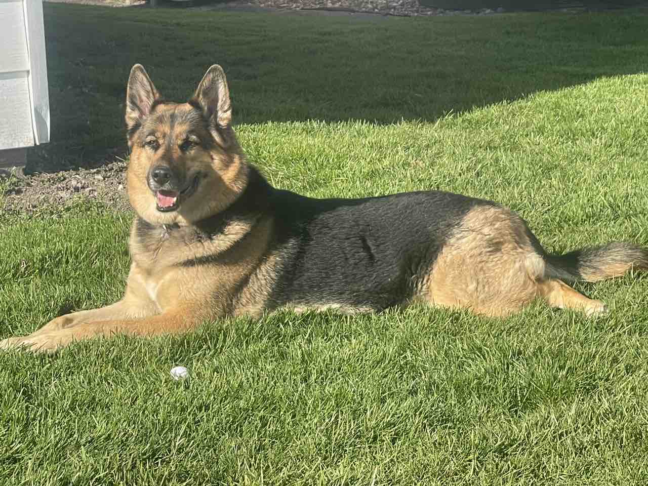 A picture of Lacy, a 5 years 10 months old Other Mix dog.