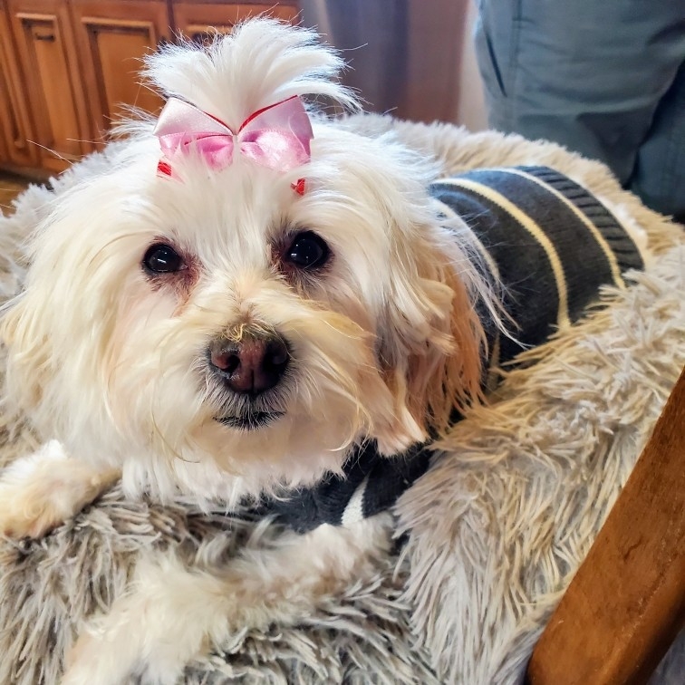 A picture of Coconut, a 9 years 1 month old Other dog.